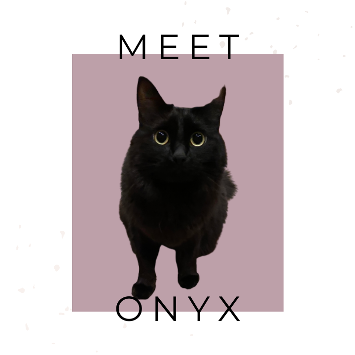 Meet Onyx the Cat, Inspiration for the name Onyx Candles. Black cat on a mauve background.